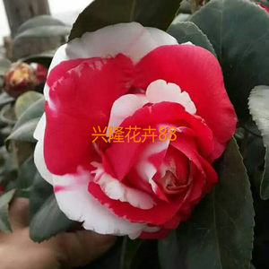 山茶花盆栽吉普赛女郎茶花嫁接茶花多色花卉室