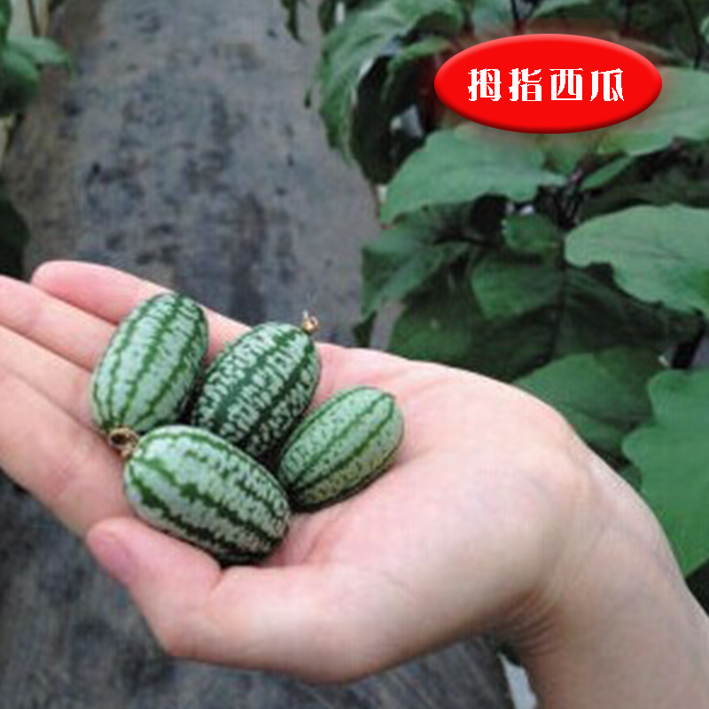 荷兰进口拇指西瓜种子 迷你小西瓜种子非转基因四季包邮盆栽水果