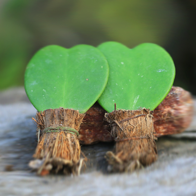 肉花菀多肉馆心形多肉植物心叶球兰锦 心叶球兰 心型叶片可绘画