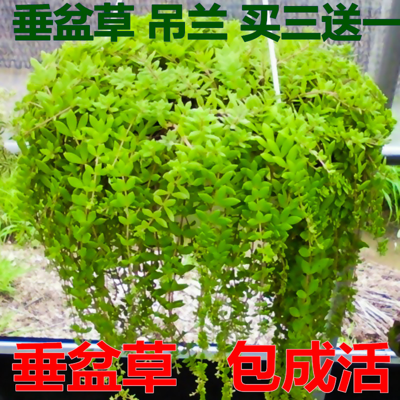 室內淨化空氣植物稀有珍珠玉綠蘿品種 雪花葛綠蘿180#90#滿額包郵 已