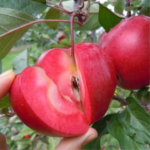 【苹果苗盆栽价格】最新苹果苗盆栽价格\/批发