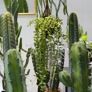 星河丨尖叶花叶眼树莲风不动附生攀爬小植物萝藦科东南亚热带泰国