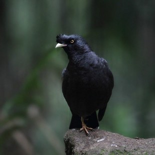 鷯哥活體鳥越南了哥幼鳥苗大型觀賞鳥類海南八哥花八黑八林八說話