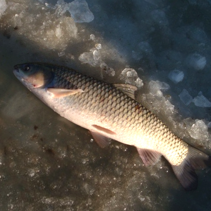 以下是一般市场价格