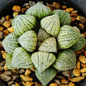 大久保丸叶 span class=h>白银 /span> span class=h>寿 /span>十二卷