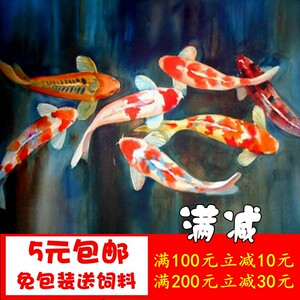 【观赏鱼冷水鱼图片】观赏鱼冷水鱼图片大全