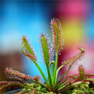 好望角茅膏菜中苗盆栽多肉植物驱蚊植物驱蚊香草捕蝇草猪笼草包邮