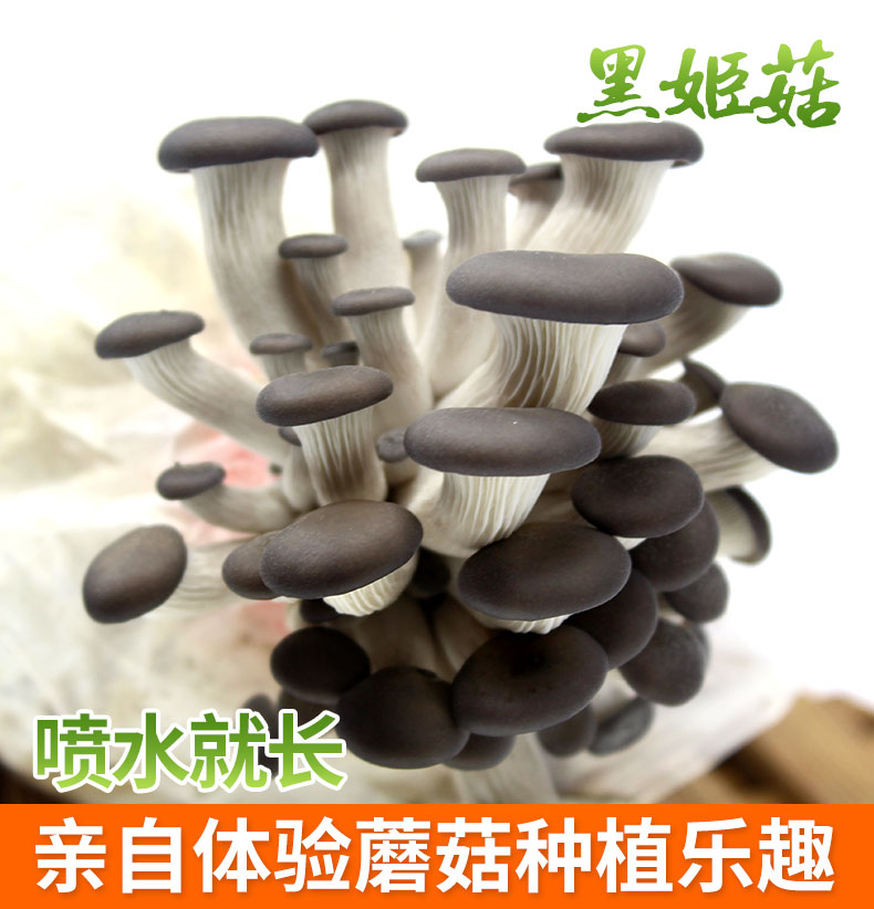 德清武康小叶子食用菌场：年产菌棒45万包_名人名企_食用菌新闻_我国食用菌商务网