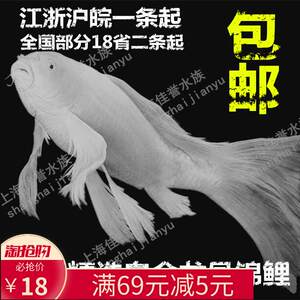 【观赏鱼冷水鱼图片】观赏鱼冷水鱼图片大全