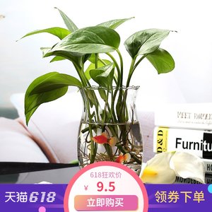 碗莲花盆 圆形玻璃花瓶 金鱼缸花盆睡莲花盆 水