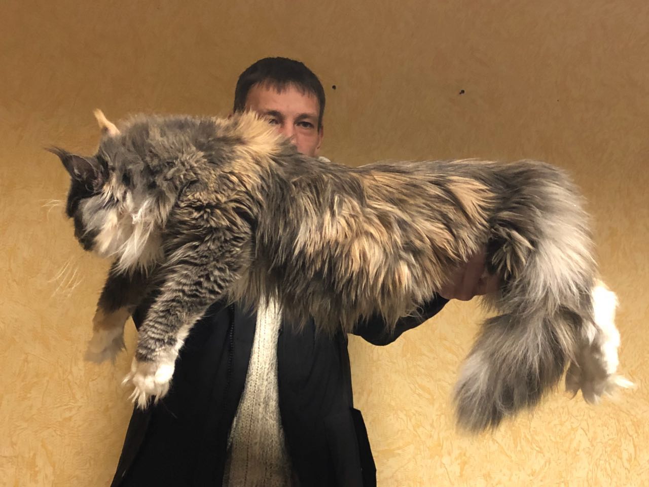 缅因猫活体幼猫虎斑缅因大体型猫咪纯种wcf带证回国包邮送到家