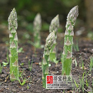 蘆筍種子 菜園陽臺盆栽龍鬚菜籽 農家蘆筍石刁柏種子可以多年採收