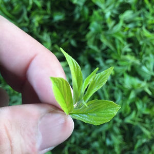 class=h>青岛 /span>高山芊罗甘枣叶茶特级睡眠养生茶 span class=h>