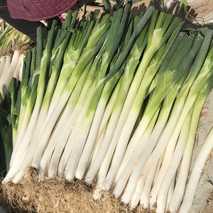 【山东章丘大葱甜葱价格】最新山东章丘大葱甜