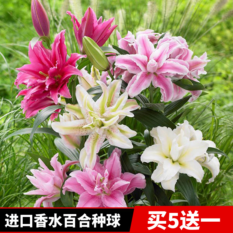 进口香水百合花大种球重瓣花苗带芽种子四季花卉室内庭院绿植盆栽