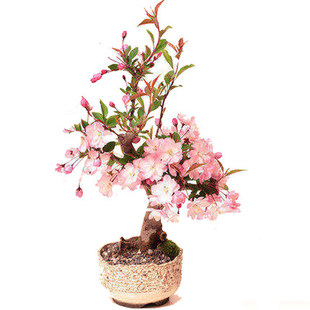 盆栽花卉红王子锦带花苗 耐寒庭院绿篱植物 绿化苗木工程用苗包邮