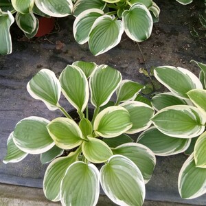 绿叶植物阳台室外庭院 玉簪花绿色植物 绿化苗木工程用苗球根花卉