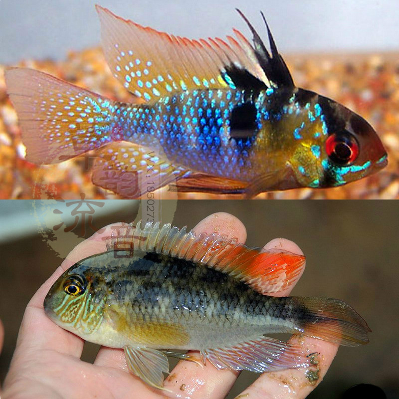 南美野生短鲷鱼七彩凤凰荷兰凤凰pevas地域野生霸王棋盘短雕鱼