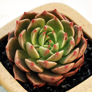 奥利维亚  span class=h>多肉 /span>植物经典老品种普货易养肉肉绿植