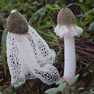 特级织金 span class=h>竹荪 /span> 半野生 span class=h>短裙 /span