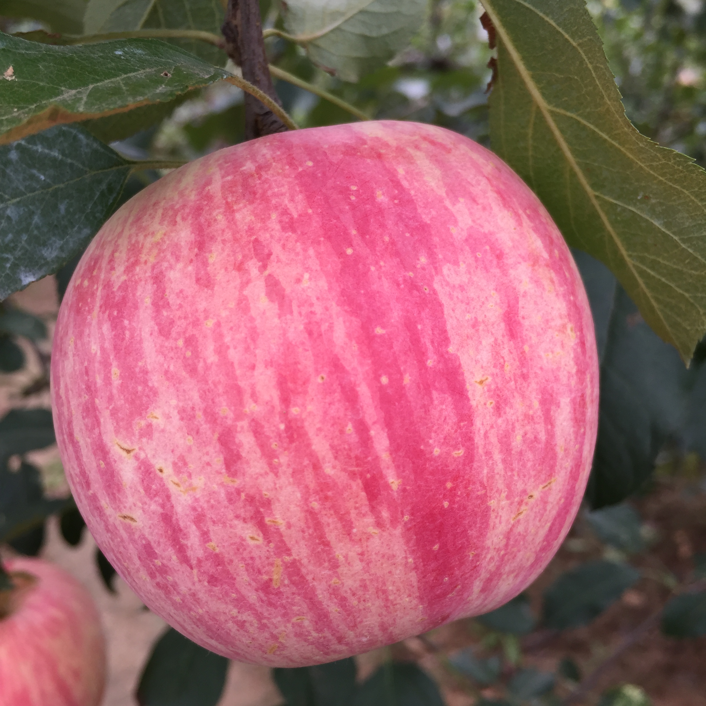一小亩果园 新鲜苹果红富士水果平果不打蜡5斤包邮吃的非山东烟台