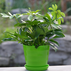 属虎旺财植物七叶莲盆栽室内鸭脚木吸甲醛净化空气幸运花卉防辐射