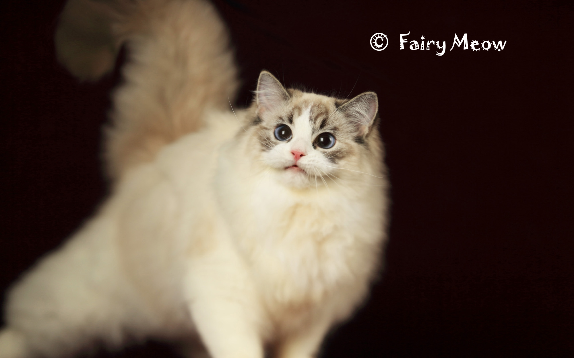fairymeow布偶猫舍 cfa注册美国布偶猫 海豹山猫双色 种母 阿雅