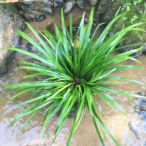 野生菖蒲水菖蒲假山草書房茶桌辦公室小盆景綠植盆栽 水培土培