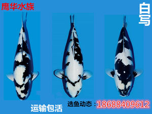 【精品錦鯉魚活體】_精品錦鯉魚活體品牌/圖片/價格 - q友網