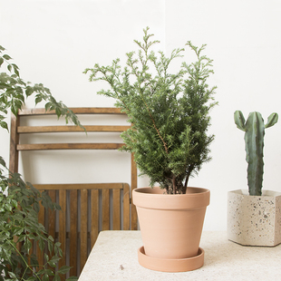 雪松盆栽北欧室内绿植小盆栽 圣诞树带盆发货四季常绿