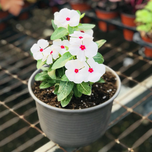 长春花卉期长盆栽四季苗耐热绿植家庭园艺天天开七彩五瓣梅