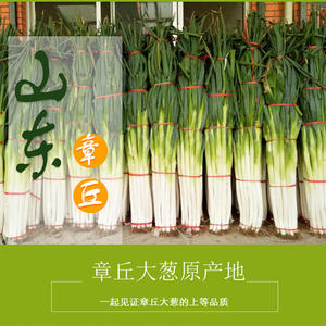 【山东章丘大葱甜葱价格】最新山东章丘大葱甜