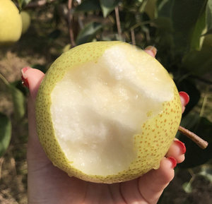 正宗安徽砀山酥梨新鲜水果皇冠梨梨子雪梨贡梨青梨10斤装现摘现发