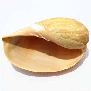 卷贝鱼专用贝壳图片