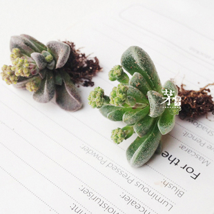 多肉植物 康兔子 漂流岛 稀缺品种