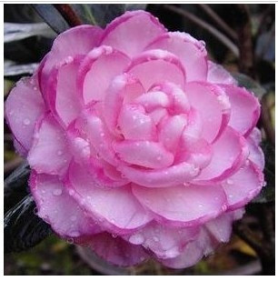 全场特价:茶花 复色卷瓣牛西奥 盆栽花卉 3年苗 带花苞