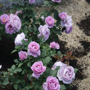 空运包邮海南红心火龙果5斤热带新鲜水果 蜜宝礼盒装金都一号品种