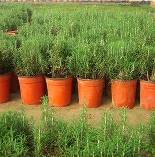 迷迭香苗大苗 提神醒恼 改善脱发 净化空气除甲醛迷迭香盆栽