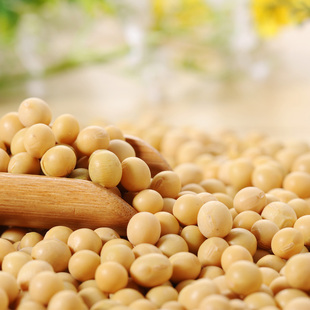 件 ￥15( 5折) 淘宝 【一稞一豆 黄豆】非转基因加拿大进口优质大豆子