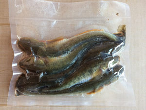 9两海鲶鱼胖头鱼扔 span class=h>巴鱼 /span>光鱼纯正野生 海楞蹦