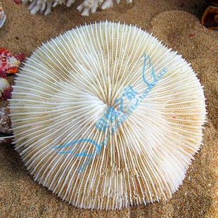 天然海菊花15-17cm 消磁防辐射招财辟邪海螺贝壳白珊瑚树摆件diy