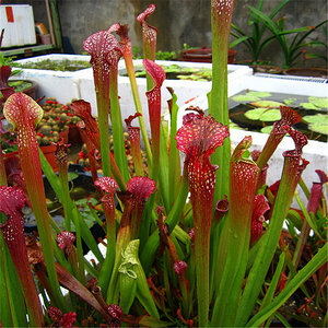 花哈密瓶子草盆栽驱蚊草苗食虫植物吃苍蝇捕蚊子猪笼草捕蝇草包邮