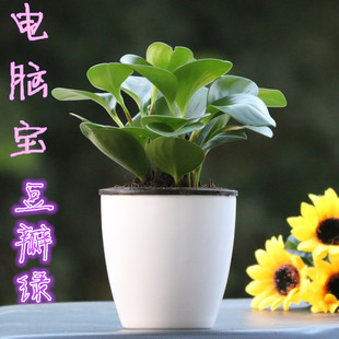 豆瓣绿吸烟鬼盆栽花卉植物绿植净化空气除甲醛文竹虎尾兰皮兰芦荟