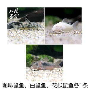 除藻清缸 工具鱼 白鼠鱼 鼠鱼 除藻鱼吃青苔 鱼