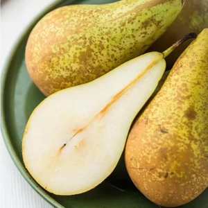 比利时无核梨专场