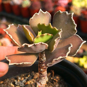 黑雀扇多肉植物专场
