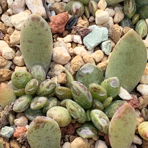  span class=h>叶片 /span> 叶插苗 水泡松虫锦 span class=h>多肉 