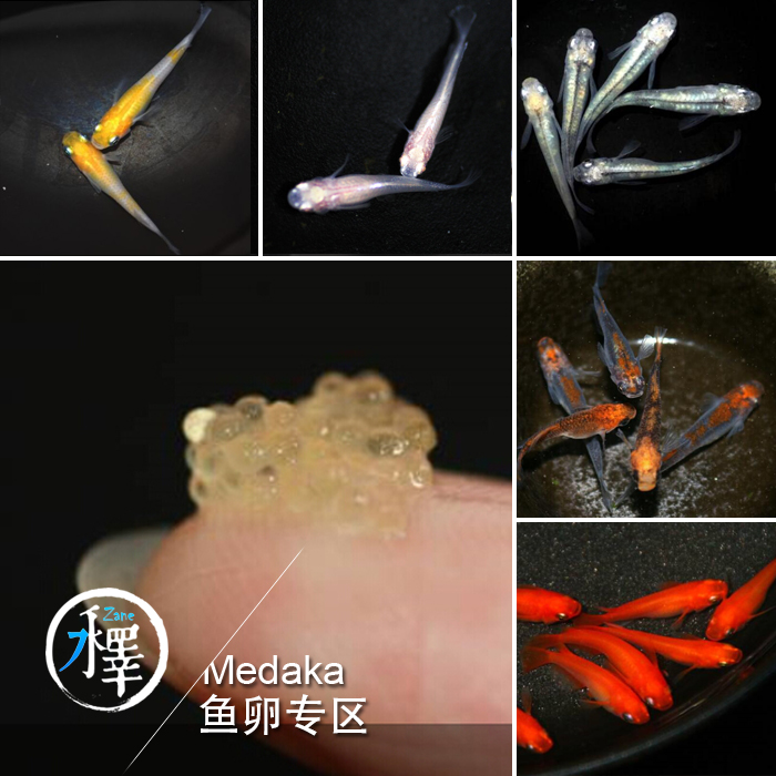 觀背青鱂 稻田魚 原生魚 桂系青鱂 燈鱂魚 觀賞魚冷水魚--魚卵區