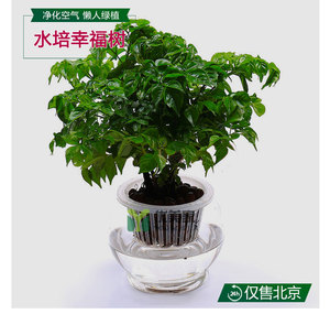 幸福树盆栽绿植发财树盆景水培植物办公室内小盆栽观叶植物吸甲醛$