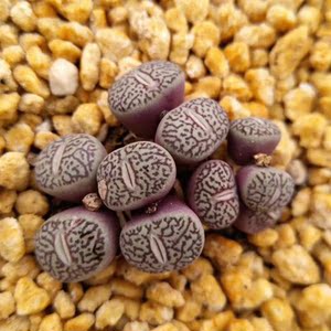 肉锥墨小锥图片